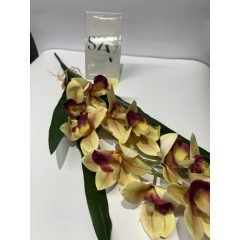 Orchidea Levéllel Vanillia