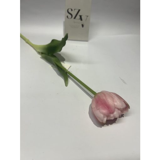 Tulipán Gumi Dupla szirmú Rózsazín