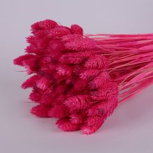 Fénymag Pink