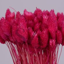 Fénymag Pink