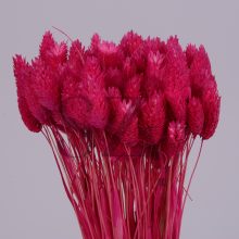 Fénymag Pink