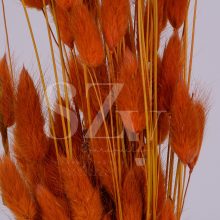 Lagurus Narancs