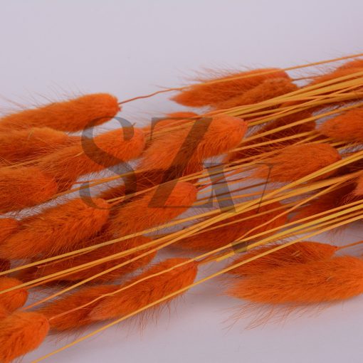 Lagurus Narancs
