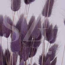 Lagurus Lila