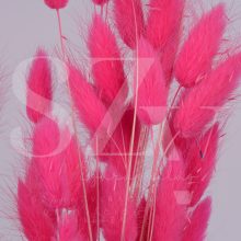 Lagurus Pink