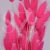 Lagurus Pink