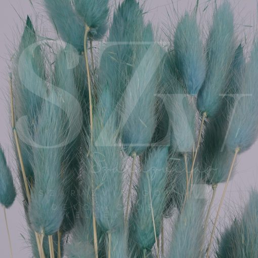Lagurus Aqua