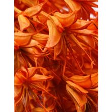 Nigella Narancs