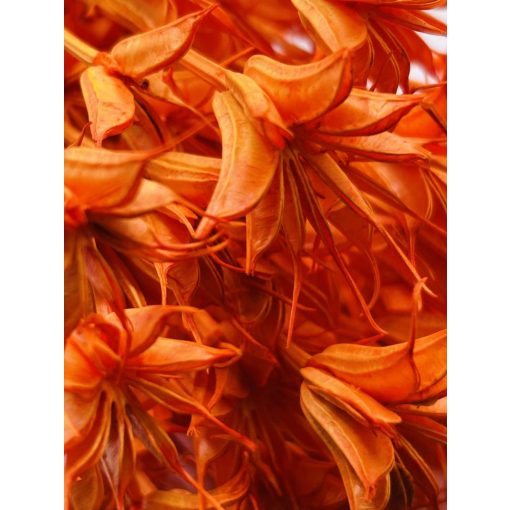 Nigella Narancs