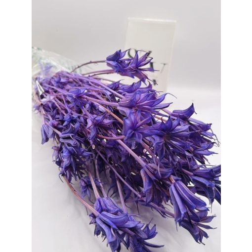 Nigella Lila