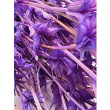 Nigella Lila