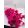 Nigella Pink