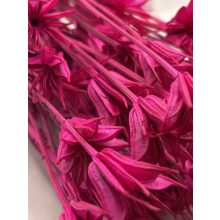 Nigella Pink