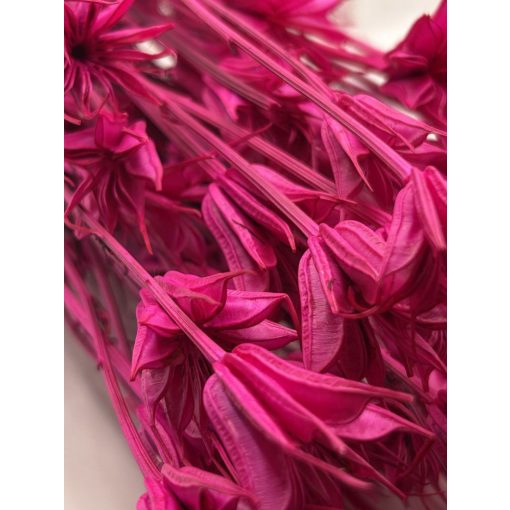 Nigella Pink