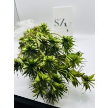 Nigella Világos Zöld