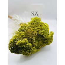 Achillea Világos Zöld