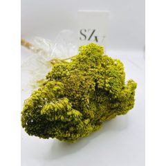 Achillea Világos Zöld