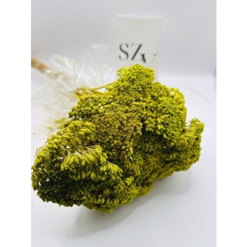 Achillea Világos Zöld