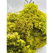 Achillea Világos Zöld