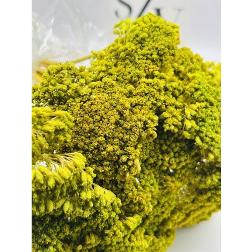 Achillea Világos Zöld