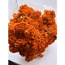 Achillea Narancs