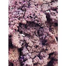 Achillea Falfestékes Lila