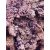Achillea Falfestékes Lila