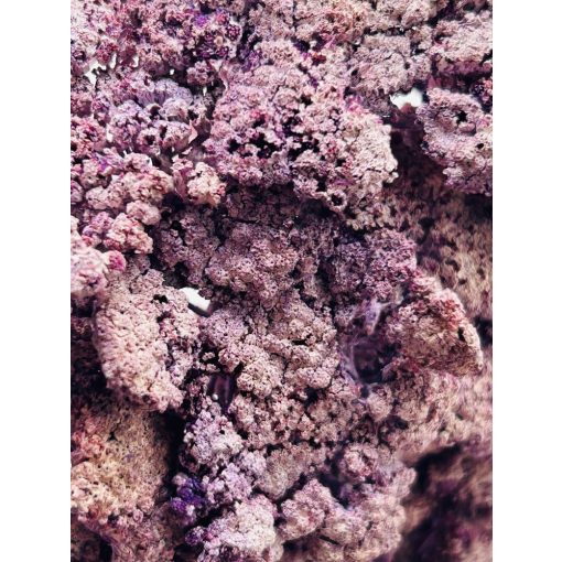 Achillea Falfestékes Lila