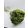 Achillea Falfestékes  Zöld