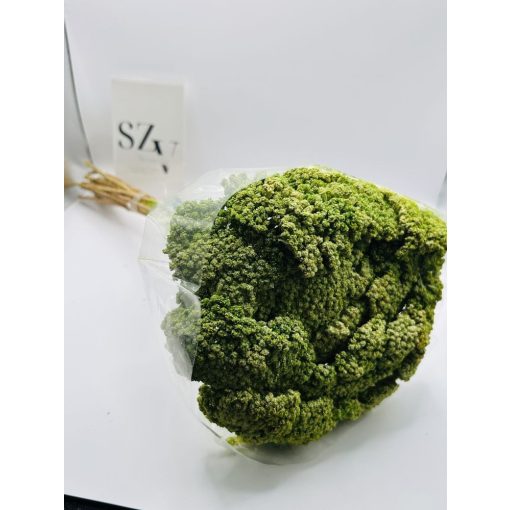Achillea Falfestékes  Zöld