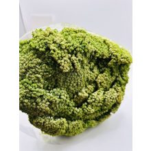 Achillea Falfestékes  Zöld