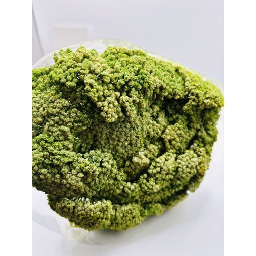 Achillea Falfestékes  Zöld
