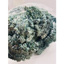 Achillea Falfestékes Kék