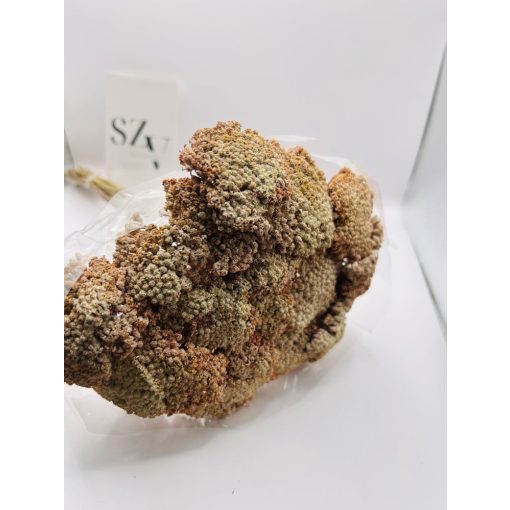 Achillea Falfestékes Barack