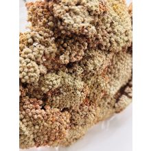 Achillea Falfestékes Barack