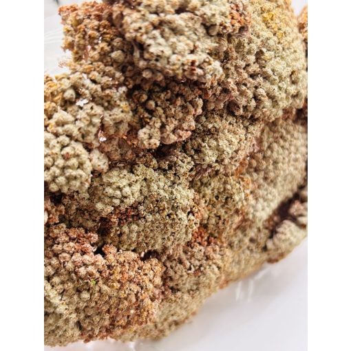 Achillea Falfestékes Barack