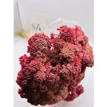 Achillea Falfestékes Rózsaszín