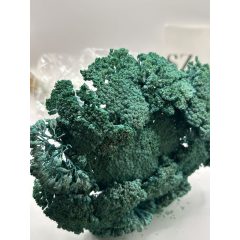 Achillea Falfestékes Türkiz