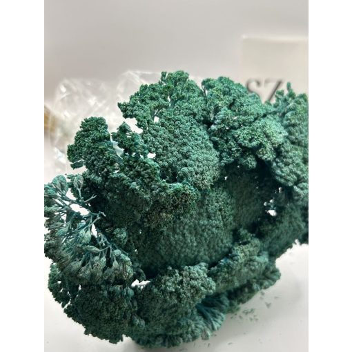 Achillea Falfestékes Türkiz