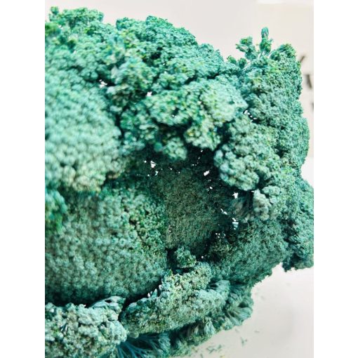 Achillea Falfestékes Türkiz