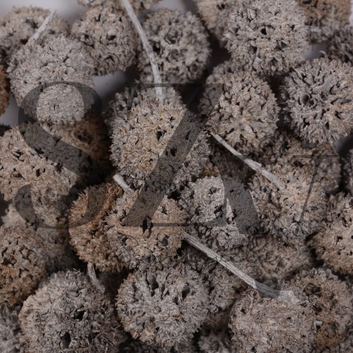 Ámbrafa termés Zúzmarás