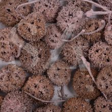 Ámbrafa termés Falfestékes Rózsaszin