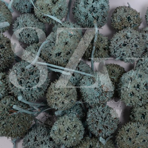 Ámbrafa termés Falfestékes Türkiz