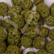 Ámbrafa termés Falfestékes Oliva