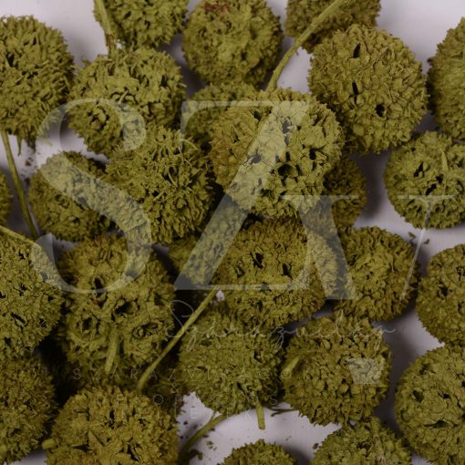 Ámbrafa termés Falfestékes Oliva