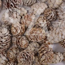 Salignum Zúzmarás