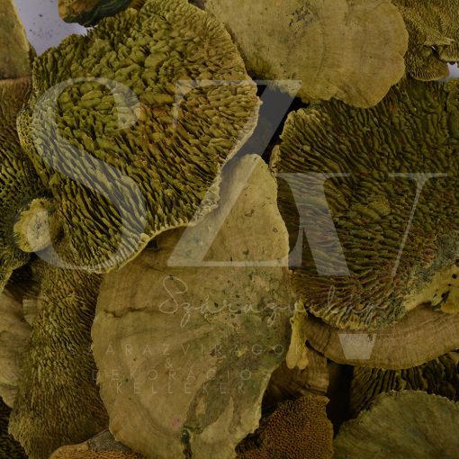 Taplógomba Oliva