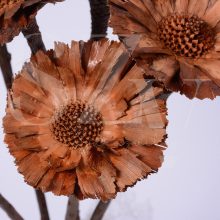 Protea Rosetta 
