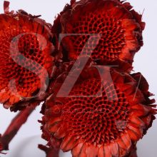 Protea Margaréta Bordó
