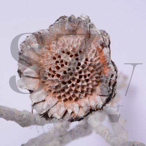 Protea Margaréta Zúzmarás